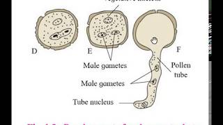 Development of Male Gametophyte in Angiosperm [upl. by Frankel]