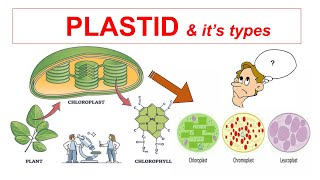 Plastid amp Its Types  Chloroplast Chromoplast Leucoplast  Fundamental Unit of Photosynthesis [upl. by Yehtomit]