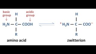 Amino Acid Zwitterion [upl. by Kylah695]