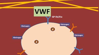 Platelets and Von Willebrand Factor animation [upl. by Otilegna]