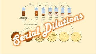 Serial Dilutions of a Bacterial Culture [upl. by Sevart759]