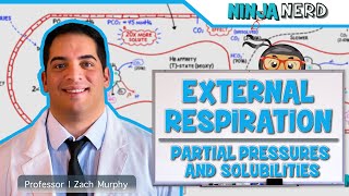 Respiratory  External Respiration Ventilation Perfusion Coupling [upl. by Idihc]