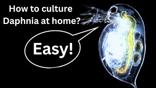 BEST Live Fish Food Beginner guide How to Culture Daphnia at home [upl. by Publia]