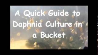 How to culture daphnia outside [upl. by Singleton375]