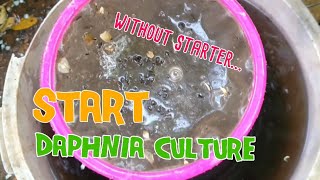 How to culture daphnia moina the easy way 1  Starting the Daphnia culture [upl. by Ahseila615]