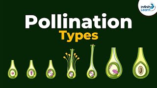 Types of Pollination  Dont Memorise [upl. by Atsylac108]