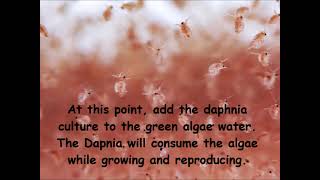 Daphnia  How to grow daphnia in your home [upl. by Shaddock]