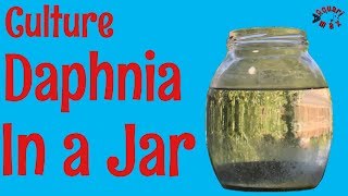 How to Culture Daphnia in a Jar [upl. by Siouxie]