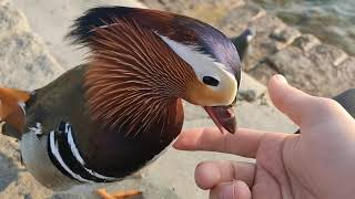 Mandarin Duck lets me pet him [upl. by Eilrahc696]