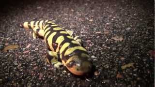 Metamorphosis Amphibian Nature Documentary [upl. by Ayifa]