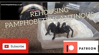 REHOUSING PAMPHOBETEUS ANTINOUS [upl. by Torrin714]