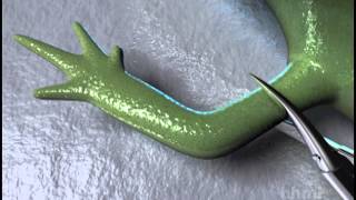 Salamander Limb Regeneration — HHMI BioInteractive Video [upl. by Adkins742]