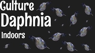 How to Culture Daphnia [upl. by Simpson]