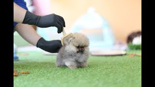 Tiniest and Cutest Teacup Pomeranian Puppy [upl. by Ahsoym]