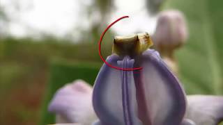 How the pollination and fertilization occur in plants [upl. by Kimberlyn977]