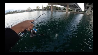 Maroochydore River TREVALLY Fishing [upl. by Celestine980]