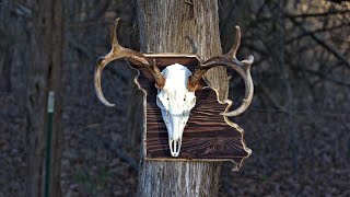 How To Mount A Skull To A Plaque  3 Easy Steps [upl. by Fredia453]