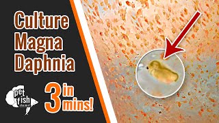 How to culture DAPHNIA MAGNA  The easy way [upl. by Aldin]