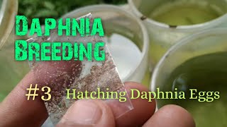 Daphnia Culture made simple and easy 3  Hatching Daphnia eggs [upl. by Aneg186]