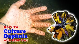 How to Culture Daphnia with ZERO Cost  Unlimited Live Food For Our Fish [upl. by Myca375]