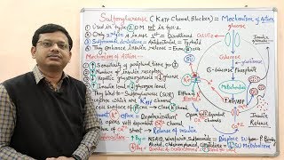 Diabetes Mellitus Part10 Mechanism of Action of Sulfonylurease  Antidiabetic Drugs  Diabetes [upl. by Atilegna]