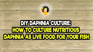 DIY Daphnia Culture How to Culture Nutritious Daphnia as Live Food for Your Fish [upl. by Drislane]