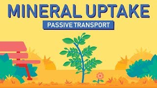 Plant Nutrition Mineral Absorption  Part 1 [upl. by Dolphin182]