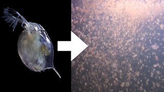 How I Culture Daphnia [upl. by Furgeson102]