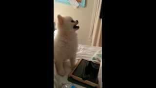 Epic Pomeranian Puppy sneeze Original [upl. by Southworth130]