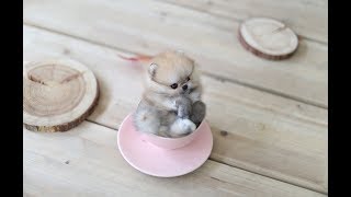 Cutest Teacup Pomeranian Puppies [upl. by Dela]