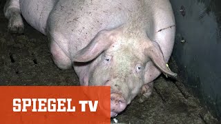 Arme Sau  Schweine für den Discounter  SPIEGEL TV [upl. by Ynot482]