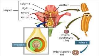 angiosperm life cycle [upl. by Aehsat]