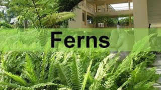 Fern Plants and their Life Cycle seedless vascular updated [upl. by Okiman280]