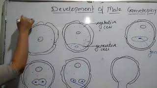 Development of male gametophyte [upl. by Natka]