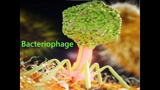 T4 Phage attacking Ecoli [upl. by Yarised362]