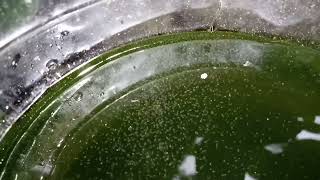 DAPHNIA MOINA CULTURE IN A SMALL BUCKET [upl. by Idisahc906]