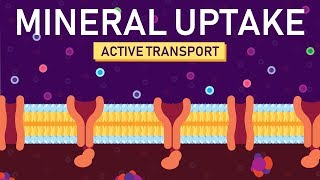 Plant Nutrition Mineral Absorption  Part 2 [upl. by Karoline]