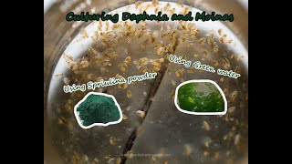 How To Culture Daphnia and Moinas using Green Water Spirulina powder [upl. by Herwin]