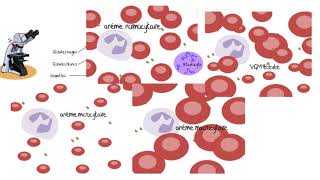 Comprendre les analyses sanguines [upl. by Niawat]