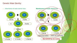 Male sterility in Plants [upl. by Kincaid]