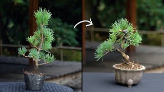 Creating a Pine Bonsai [upl. by Choo]