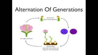 Alternation of Generations angiosperms [upl. by Aysan258]