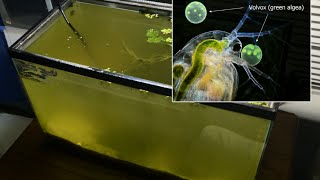 Raising Daphnia for the Freshwater Aquarium [upl. by Enitsenre]