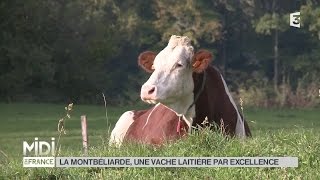 ANIMAUX  La Montbéliarde une vache laitière par excellence [upl. by Allista]