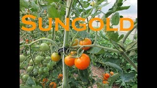 Vegetable Variety Review Sungold Cherry Tomato [upl. by Auqinaj]