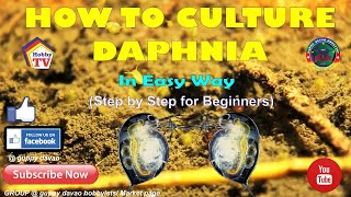 HOW TO CULTURE DAPHNIA In Easy Way [upl. by Adnirem374]