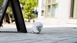 teacup white pomeranian [upl. by Wolfgram]