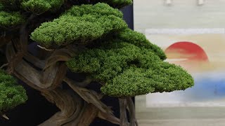 Taikanten Bonsai exhibition Kyoto [upl. by Ailegra]