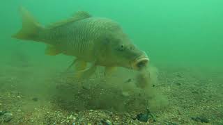 Analyse de CARPE sous leau  Underwater CarpFishing observation Fr [upl. by Anasiul]